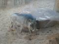 Exotic animals of the Bioparc