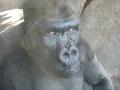 Gorillas of the Bioparc