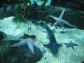 Mollusks in the oceanographic thing of valency