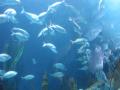Activities of the VALENCIA oceanografico