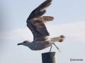Seagull of the park of the saltwater lagoon