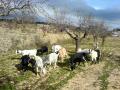Goats in the natural place of the hope, Alcublas