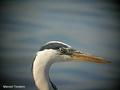 heron