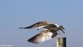 gaviota