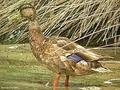 un joven  pato