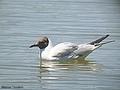 gaviota cabecinegra