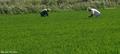 trabajando los arrozales