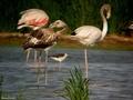 flamencos