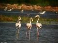 flamencos