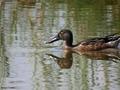 spoon duck