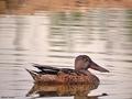 pato cuchara