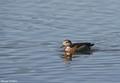 garganey of collarin