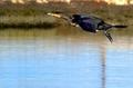 Cormoran