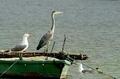 Gray heron
