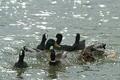 European coots