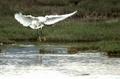 Common heron