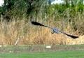 Gray heron