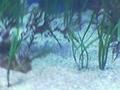 Caaballitos of sea in the Oceanografico of valency