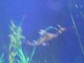 Oceanografico: Dragons of sea