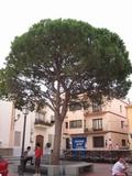 El pino de Alfaz del Pi, en la Plaza Mayor