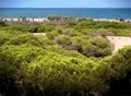 Dunes of Guadamar of the sure, viper