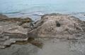 Remains of a escurltura in the rock of the open spaces of Calpe