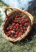 Cultivation of cherries in Vall Laguar