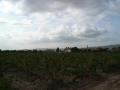 Vineyards and church to the buttom of Benejama