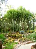 Vegetation of the kitchen garden of the cure in the apostate