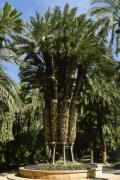 Palm grove of the kitchen garden of the cure in the apostate