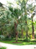 Detail of the palm grove of the apostate