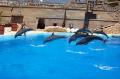 Attractions of Mundomar in Benidorm