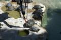 Reserve of marine turtles in Mundomar, Benidorm
