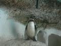 Reserve of penguins in Mundomar, Benidrom