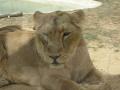 Lions in nature terr, Benidorm