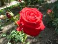 Rosette of the palm grove of apostate