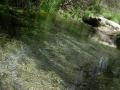 Transparent water of the Vinalopo rio in your birth