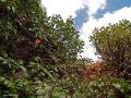 Vegetacion of the Manejador saw in Ibi