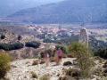 The Morella bush