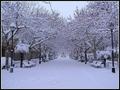 Imagen de la Avenida del Arrabal de Requena en invierno