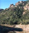 Cultivations of Alcudia of seeing