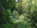 Path next to the Palancia rio