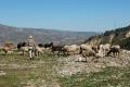 Vegetation and cattle in hill