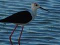 Camallonga.jpg Himantopus himantopus, saltwater lagoon of valency