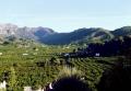 The valley of the myrtle. Alcira.