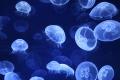 Medusas of the oceanographic thing of valency