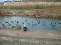 Ducks in the lake of the head park